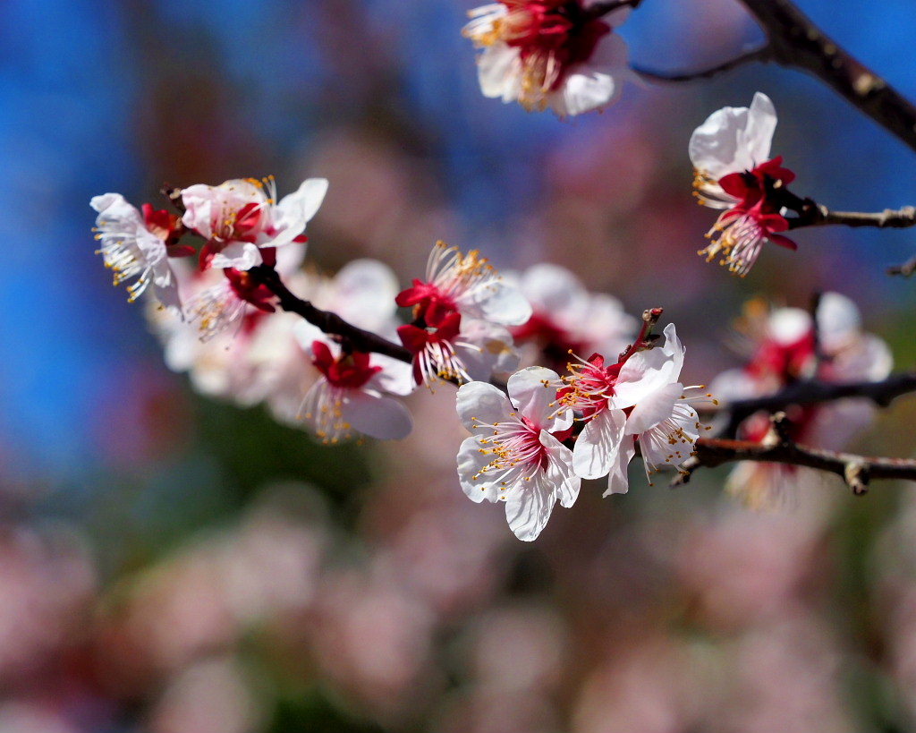アンズの花をタップリと ほか_c0305565_17445227.jpg