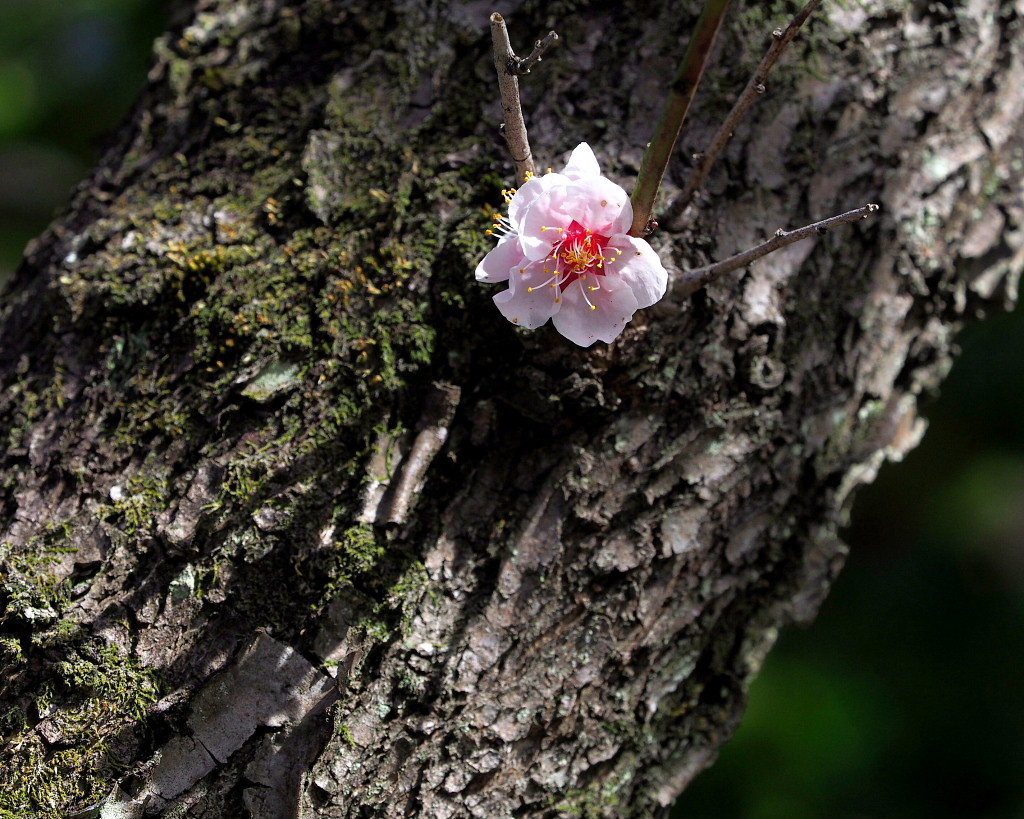 アンズの花をタップリと ほか_c0305565_17450884.jpg
