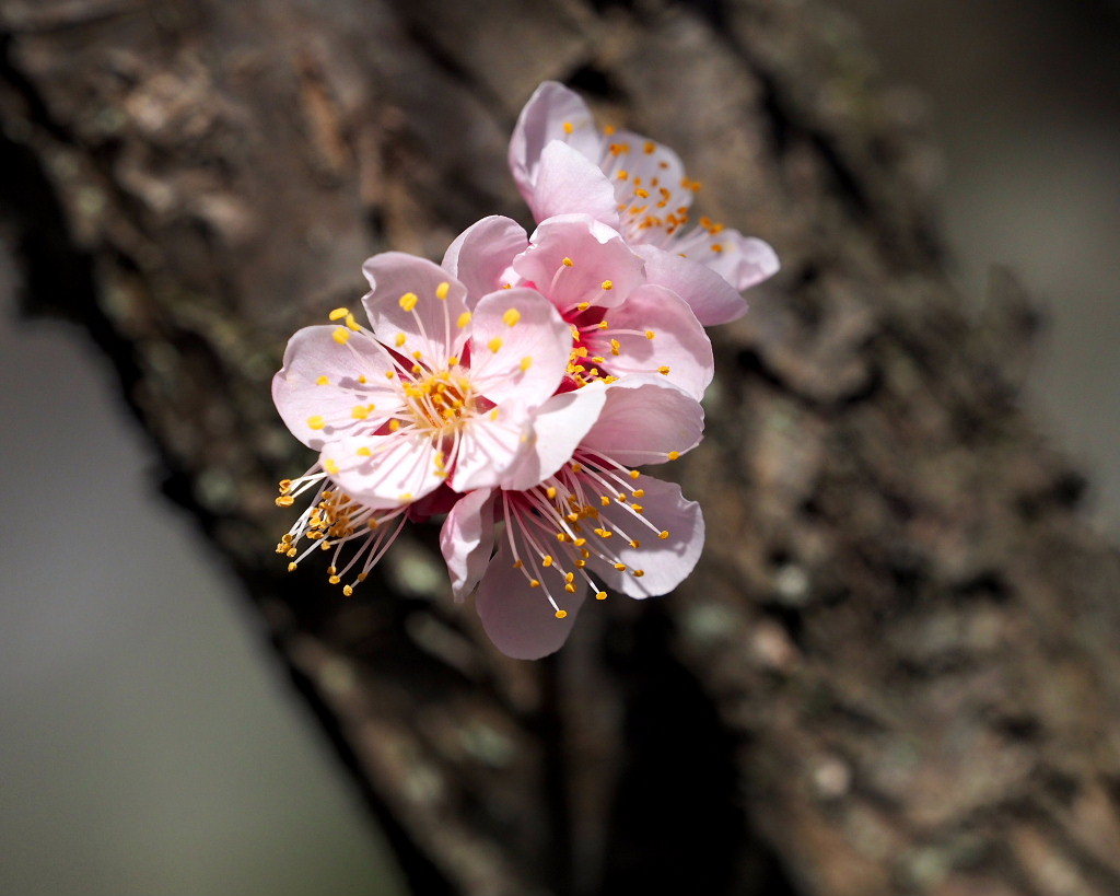 アンズの花をタップリと ほか_c0305565_17451941.jpg