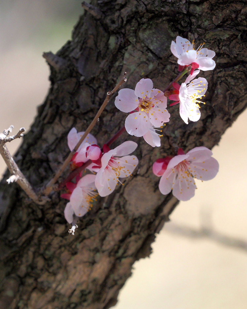 アンズの花をタップリと ほか_c0305565_17453050.jpg