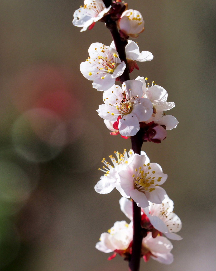 アンズの花をタップリと ほか_c0305565_17462294.jpg