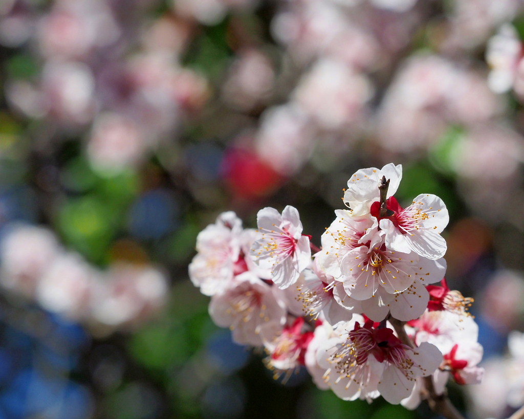 アンズの花をタップリと ほか_c0305565_17463923.jpg