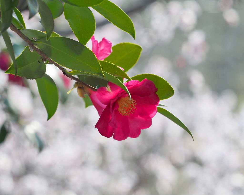アンズの花をタップリと ほか_c0305565_17465097.jpg