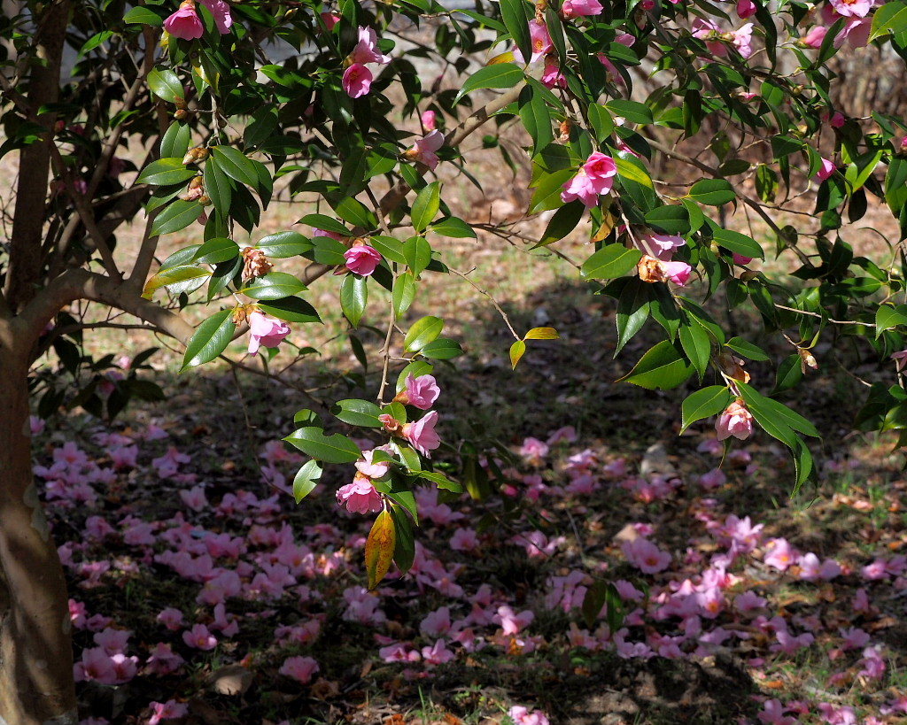 アンズの花をタップリと ほか_c0305565_17472918.jpg
