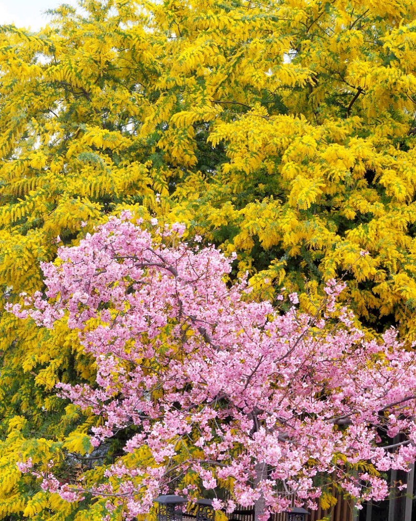 アンズの花をタップリと ほか_c0305565_17481420.jpg