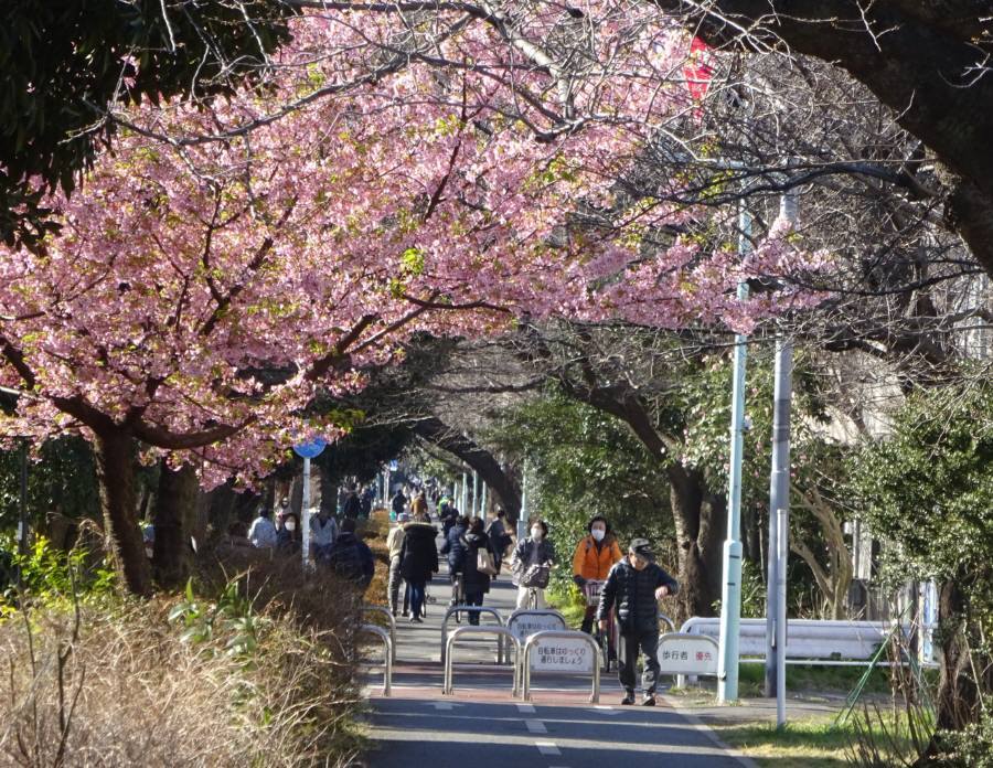 早春の狭山境緑道 佐野いくお都議 元小平市議 のブログ 早春の狭山境緑道 佐野いくお都議 元小平市議 のブログ