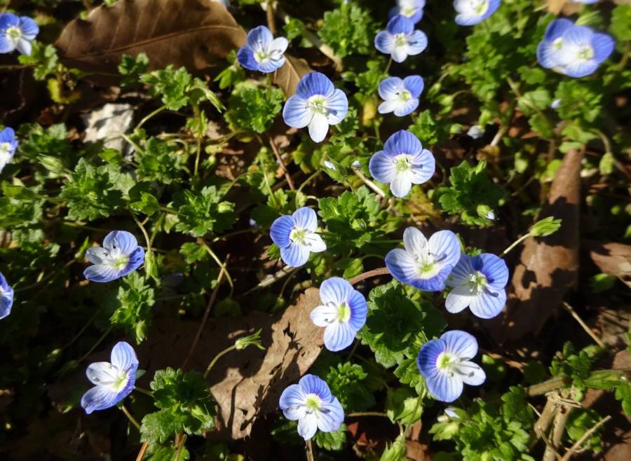 早春の狭山境緑道 佐野いくお都議 元小平市議 のブログ