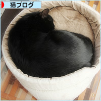 猫カフェ、プレオープン_a0389088_05070999.jpg