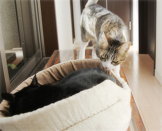 猫カフェ、プレオープン_a0389088_05071017.jpg