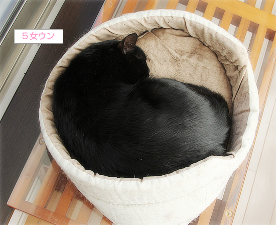 猫カフェ、プレオープン_a0389088_05071031.jpg