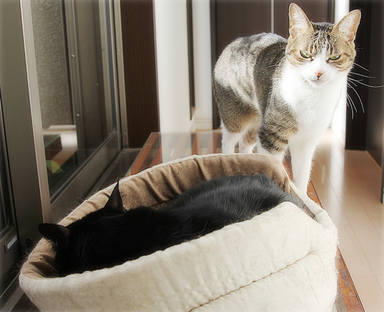 猫カフェ、プレオープン_a0389088_05071070.jpg