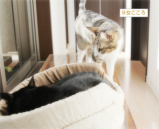 猫カフェ、プレオープン_a0389088_05071073.jpg