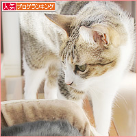 猫カフェ、プレオープン_a0389088_05071099.jpg