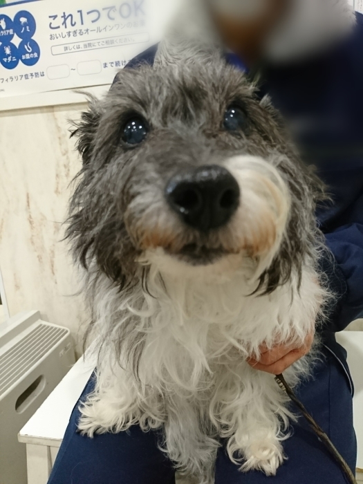 こつぶ 6日目の点滴_f0055395_00285295.jpg