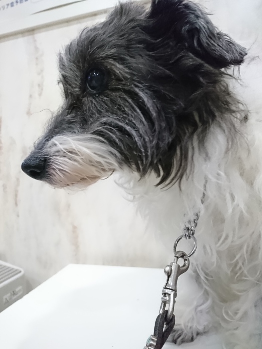 こつぶ 6日目の点滴_f0055395_00291735.jpg