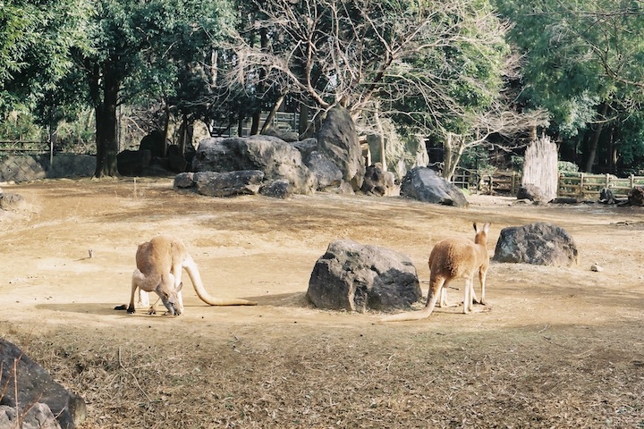 フィルムズーラシア S2スーパー編 5枚_b0016600_151021.jpg