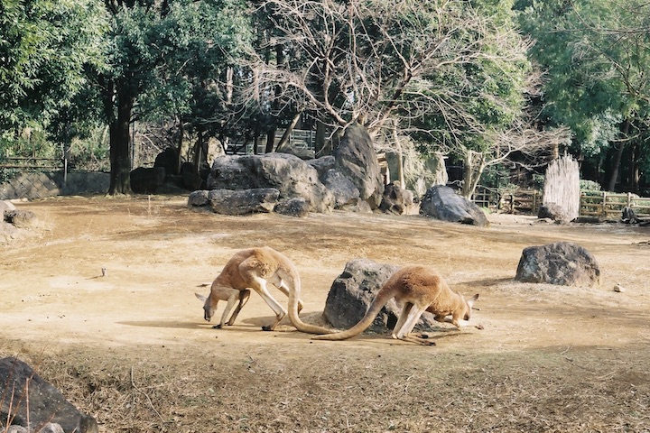 フィルムズーラシア S2スーパー編 5枚_b0016600_15978.jpg