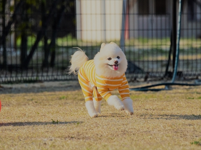 おニューです_d0360206_00140645.jpg