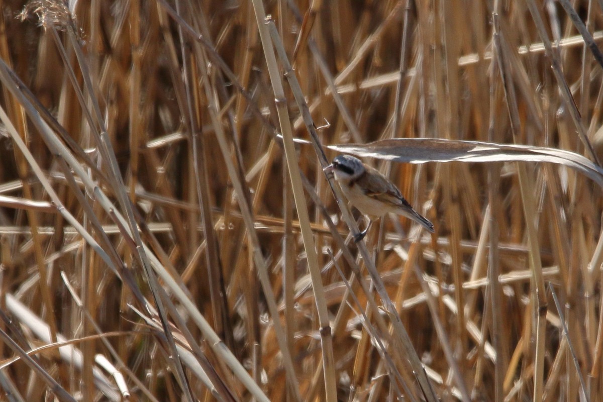 ツリスガラ 年3月7日 ほとんど野鳥写真日記 ツリスガラ 年3月7日 ほとんど野鳥写真日記