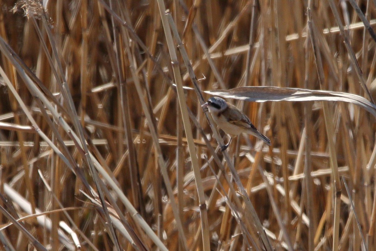 ツリスガラ 年3月7日 ほとんど野鳥写真日記