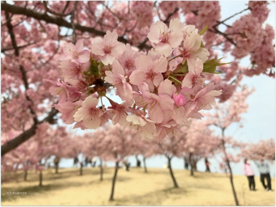 * 公園でびゅ~🎶 *_d0317115_20465874.jpg