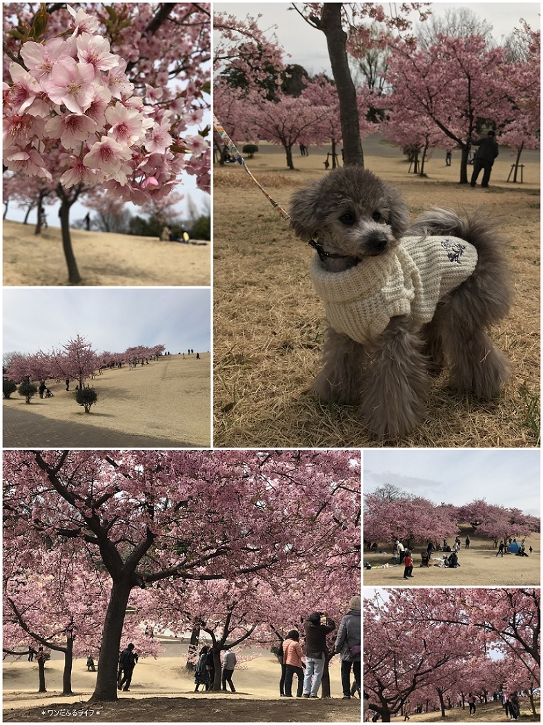 * 公園でびゅ~🎶 *_d0317115_20481855.jpg