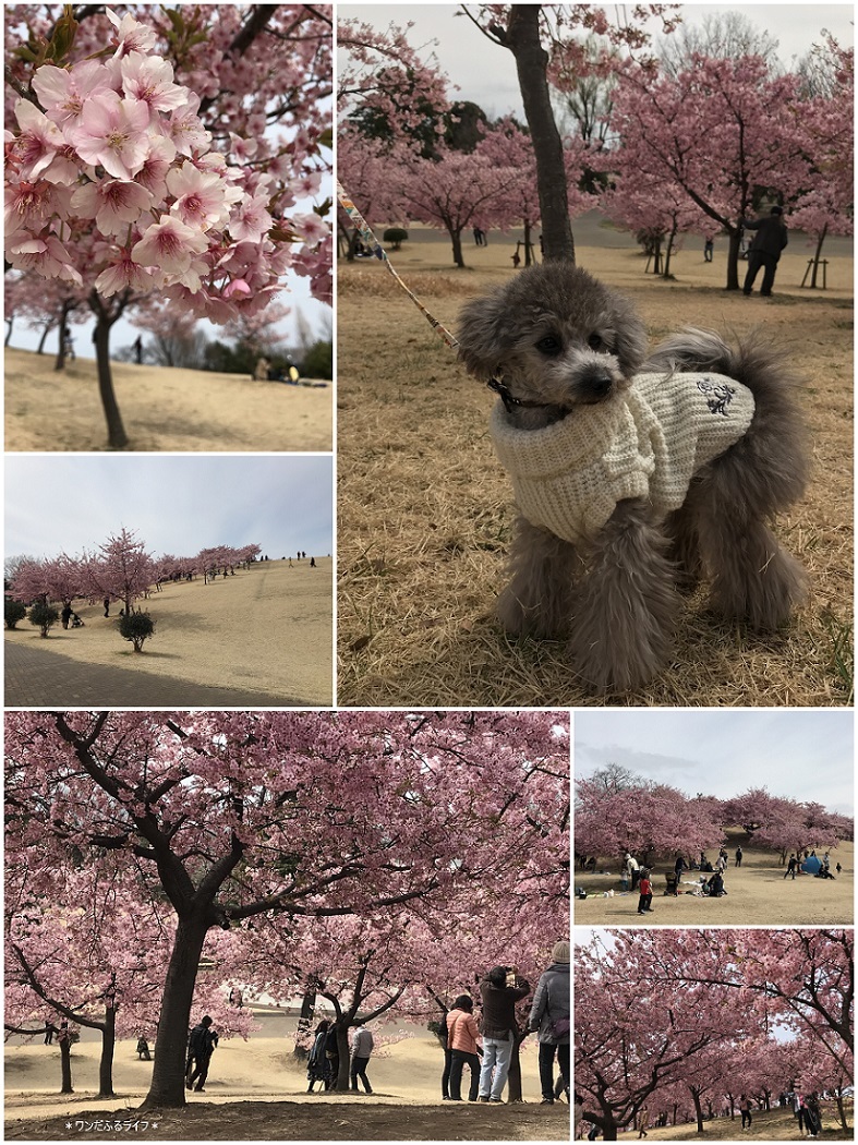 * 公園でびゅ～&#127926; *_d0317115_20481855.jpg