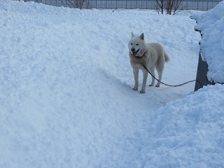 大雪のあと_b0405523_00472878.jpg