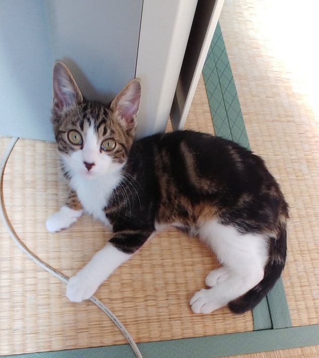 明日は里親会ฅ(^^ฅ) _d0233224_01203681.jpg
