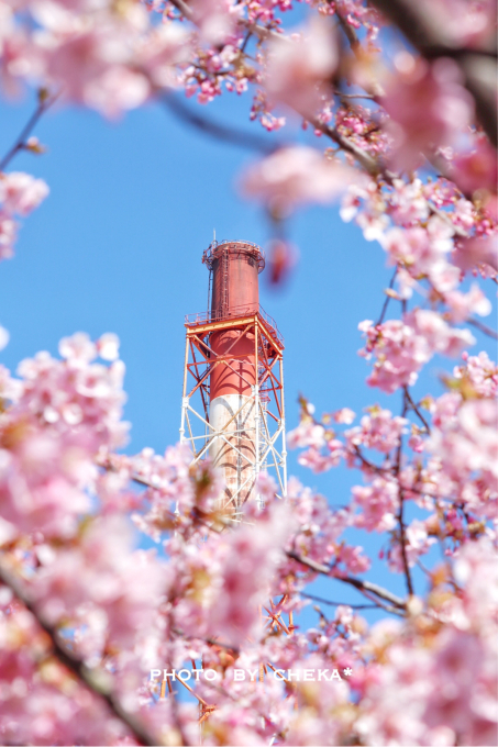 勿来発電所  河津桜_c0229025_09224667.jpg