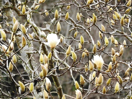 ハクモクレンの開花 桜のつぼみは 千葉県いすみ環境と文化のさとセンター