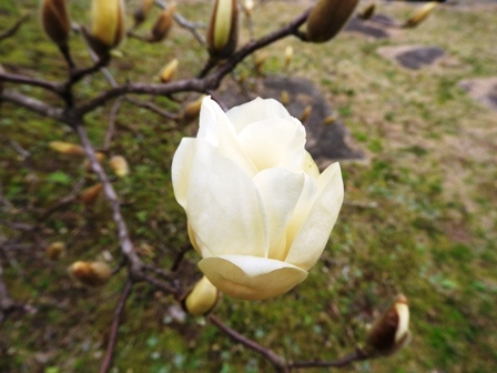 ハクモクレンの開花/桜のつぼみは…_a0123836_14472961.jpg