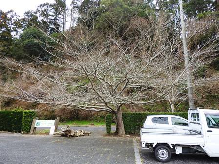 ハクモクレンの開花/桜のつぼみは…_a0123836_14473327.jpg