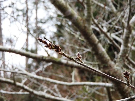 ハクモクレンの開花/桜のつぼみは…_a0123836_14473794.jpg