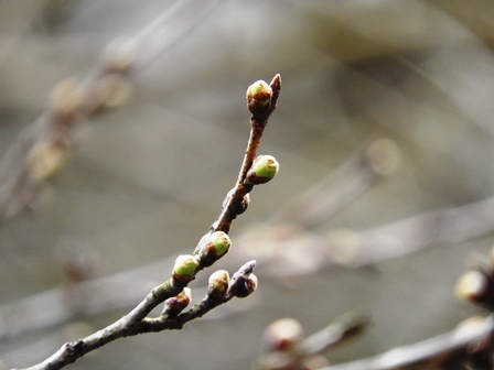 ハクモクレンの開花/桜のつぼみは…_a0123836_14485739.jpg