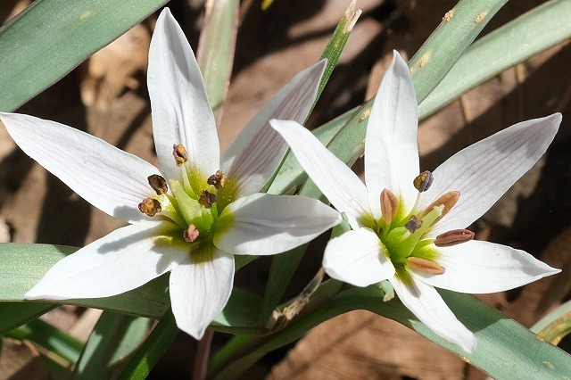 アマナの花の戦略 3 7 舞岡公園の自然２