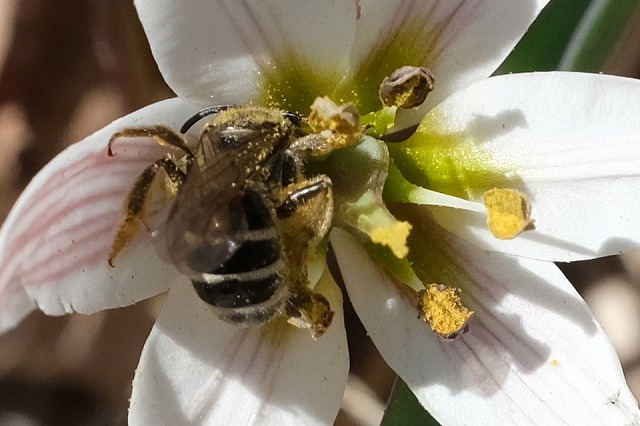 ■　アマナの花の戦略　　　20.3.7_e0339873_18113391.jpg