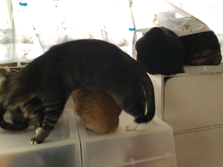5尻だった窓辺観察隊_e0355177_15084235.jpg