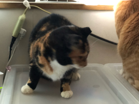 5尻だった窓辺観察隊_e0355177_15084314.jpg