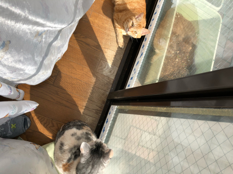 5尻だった窓辺観察隊_e0355177_15085732.jpg