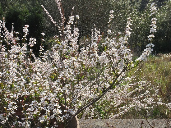 ピンクのユキヤナギ リナリア の んびり
