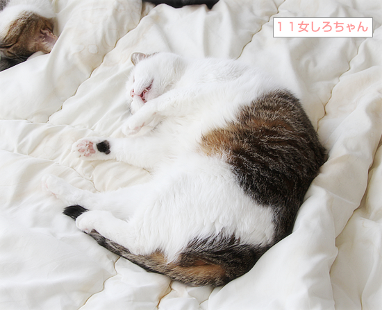 しあわせなベッド_a0389088_08010551.jpg