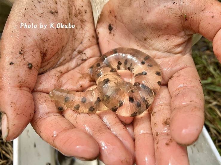 ジュニア生物調査隊 ~トウキョウサンショウウオの調査と保全作業~(2020)_b0348205_11563846.jpg