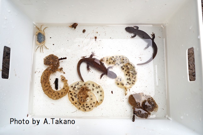 ジュニア生物調査隊 ~トウキョウサンショウウオの調査と保全作業~(2020)_b0348205_11584574.jpg