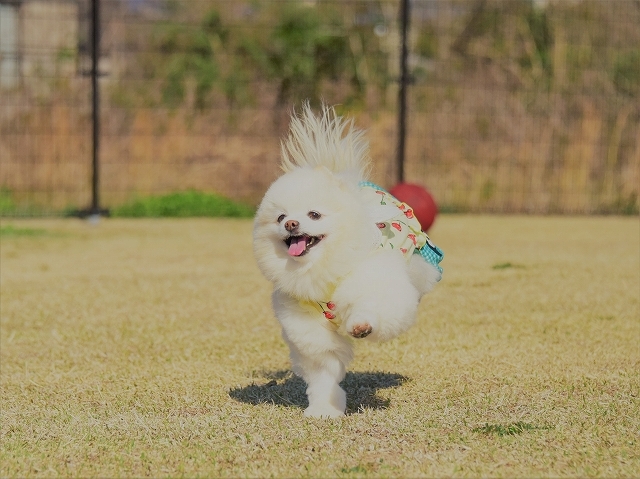 病変は変わりなし_d0360206_23124900.jpg