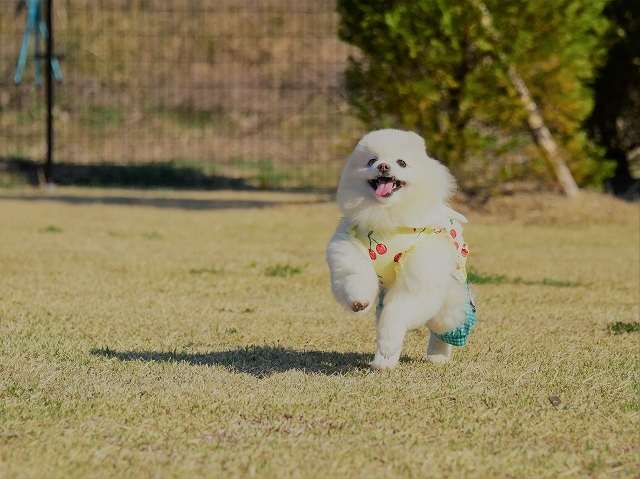 病変は変わりなし_d0360206_23130186.jpg