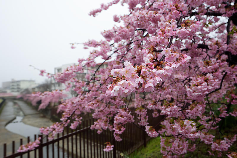 もう満開?! 河津桜@淀水路_f0032011_16222657.jpg