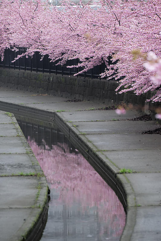 もう満開?! 河津桜@淀水路_f0032011_16222668.jpg