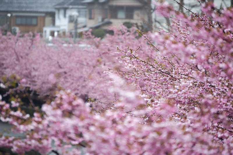 もう満開?! 河津桜@淀水路_f0032011_16222690.jpg
