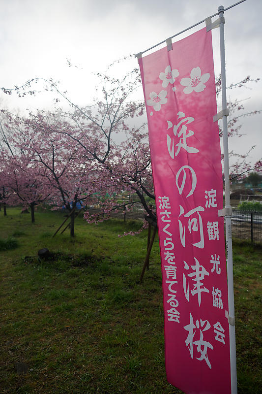 もう満開?! 河津桜@淀水路_f0032011_16222720.jpg